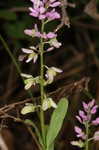 Racemed milkwort